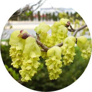 Corylopsis glabrescens - 