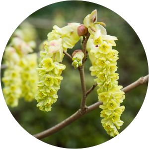 Corylopsis gotoana - 