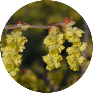Corylopsis platypetala - 