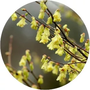 Corylopsis - Plants