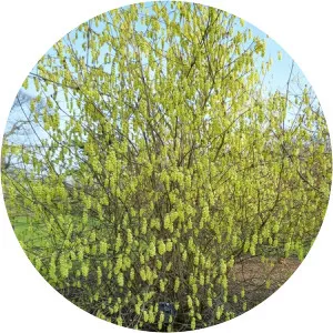 Corylopsis sinensis