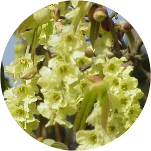 Corylopsis veitchiana