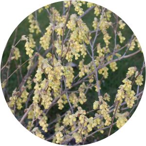 Corylopsis willmottiae