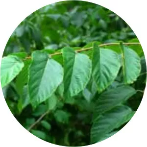 Corylus chinensis (Çin fındığı)