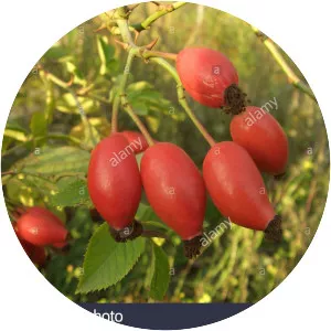 Corymb rose - Plants