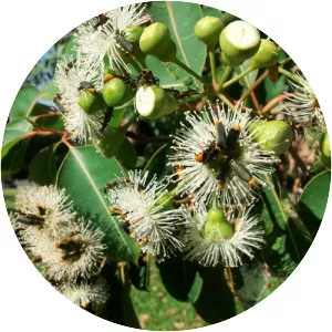 Corymbia