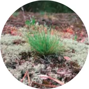 Corynephorus canescens