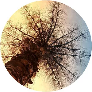 Corypha lecomtei - Plants