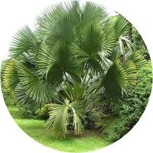 Corypha umbraculifera - Plants