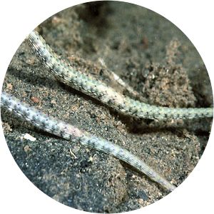 Corythoichthys photograph