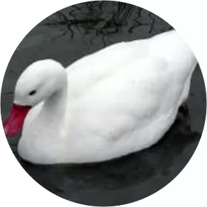 Coscoroba swan - Birds