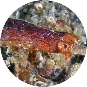 Cosmocampus albirostris - 