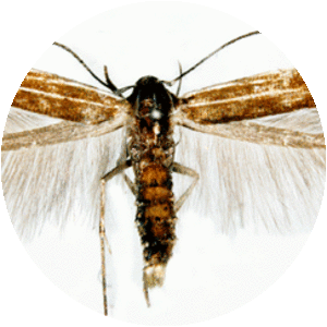 Cosmopterix lienigiella - 