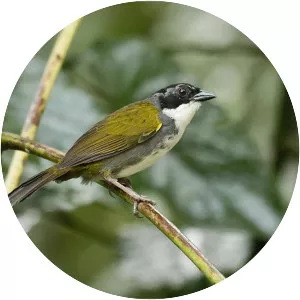 Costa Rican brush finch