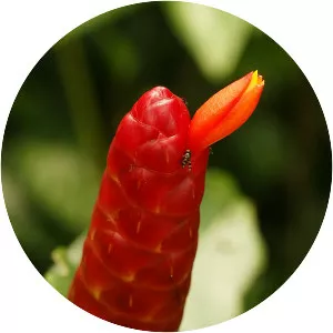 Costus woodsonii