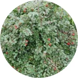 Cotoneaster adpressus