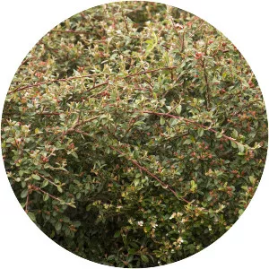 Cotoneaster dammeri