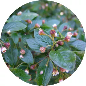 Cotoneaster lucidus