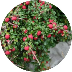 Cotoneaster microphyllus - 