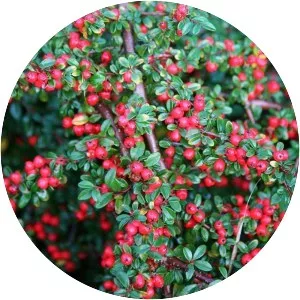 Cotoneaster - Plants