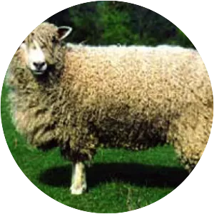 Cotswold sheep