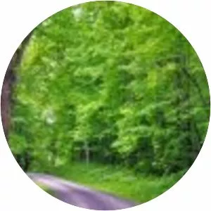 Cottle Knob - Summit in West Virginia