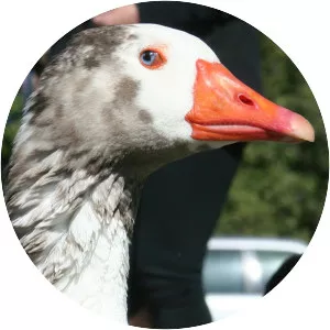 Cotton Patch goose