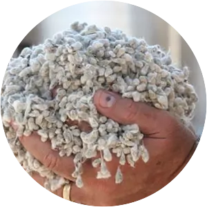Cottonseed - 