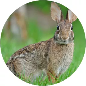 Cottontail rabbit