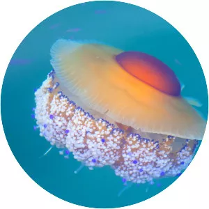 Cotylorhiza tuberculata