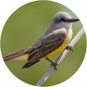 Couch's kingbird