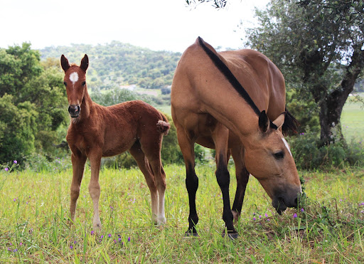 Coudelaria Lopes da Costa