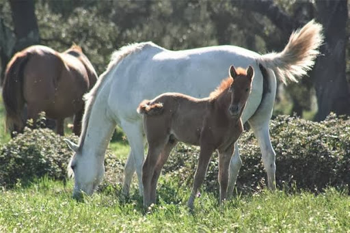 Coudelaria SA photograph