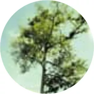 Couratari guianensis