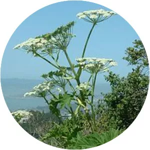 Cow Parsnip