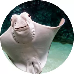 Cownose ray