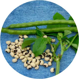 Cowpea