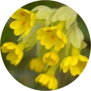 Cowslip - Plants