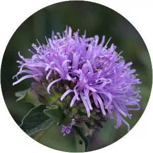 Coyote mint - Plants