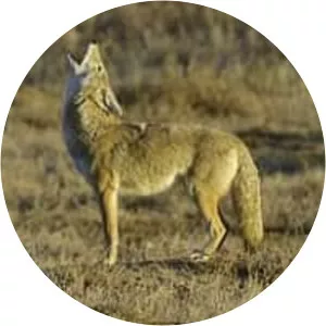 Coyote