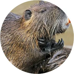 Coypu