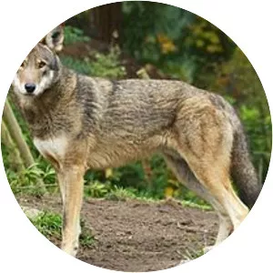 Coywolf