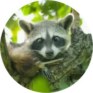 Cozumel raccoon