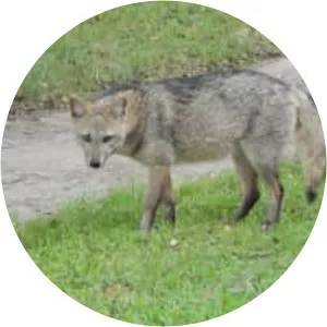 Crab-eating fox - Animal