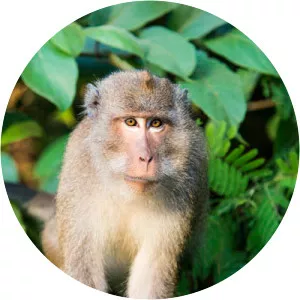 Crab-eating macaque