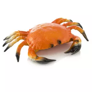Crabs