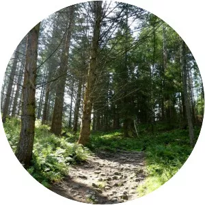 Craigvinean Forest - 