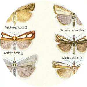 Crambid snout moths