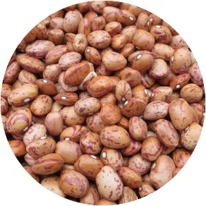 Cranberry bean - Plants