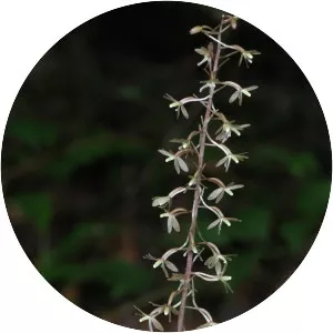 Crane-fly orchid - Plants